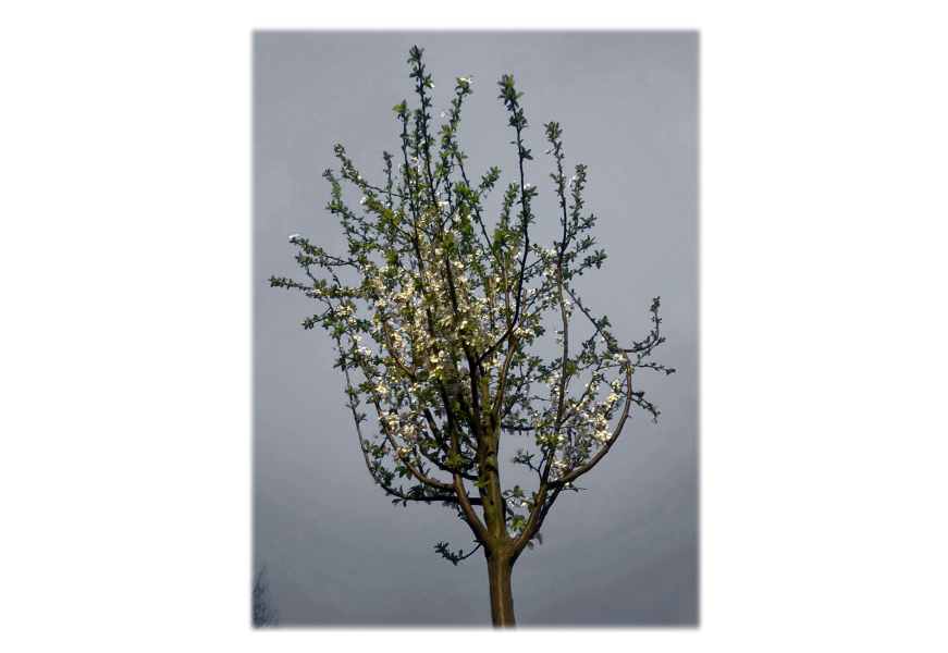 Year round Nigel Slater discussion thread - Part 3