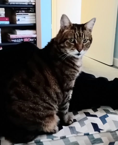 Carry On Catting - the Excellent Cats do what they do best