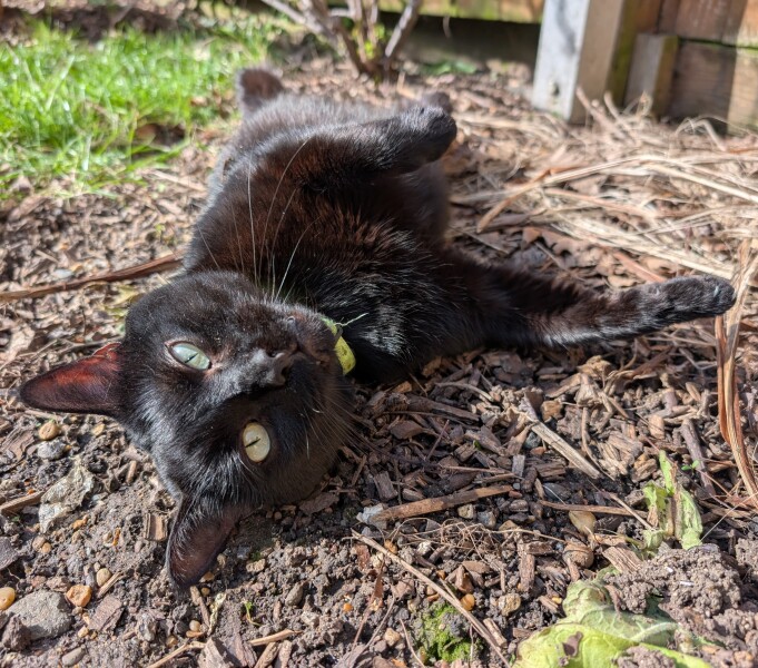 What have you done in the garden today? Part 7