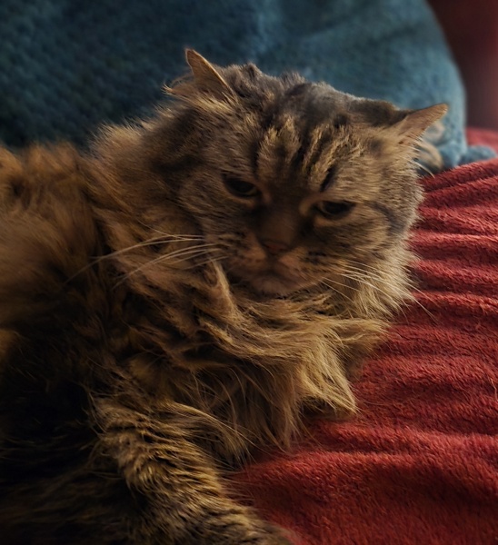 New bf cat sit down- would this annoy you?