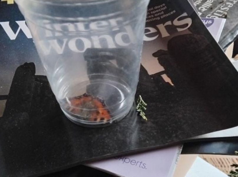 Thread 19 - TalkLair: "The light that burns twice as bright burns half as long"