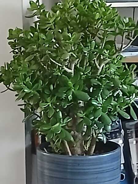 Your favourite 'fuss free plants'
