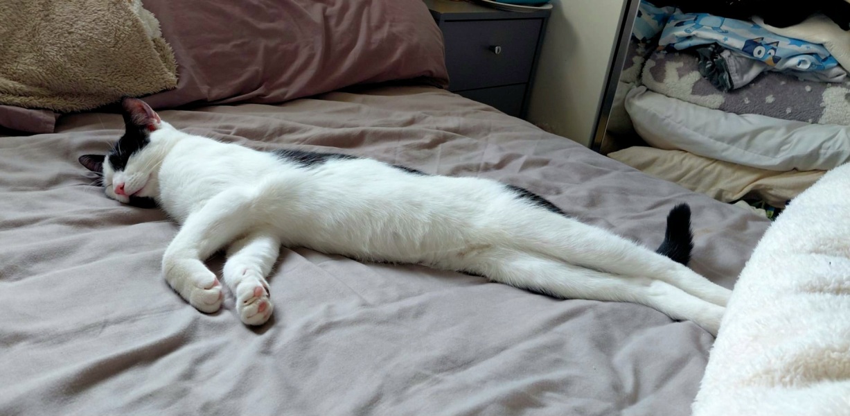 Carry On Catting - the Excellent Cats do what they do best