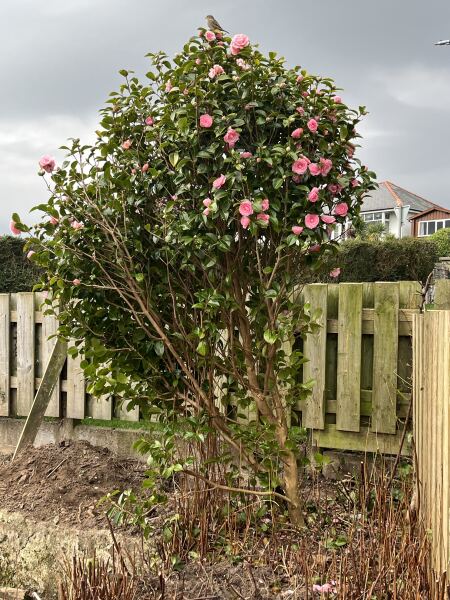 What have you done in the garden today? Part 8