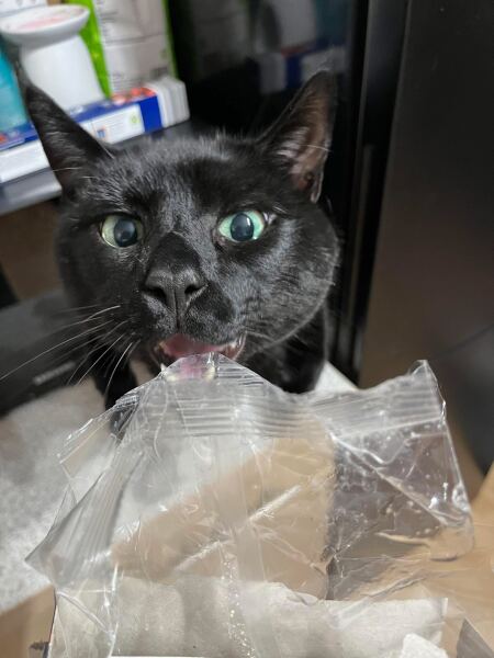 To ask, what are your pets’ most annoying habits?