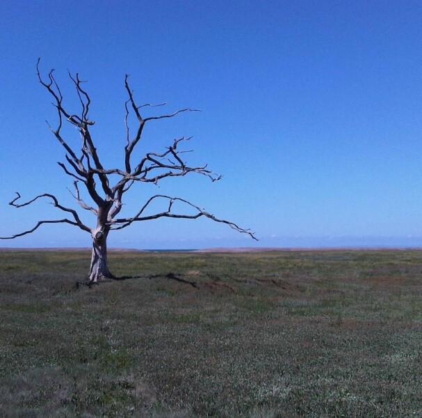 Thread 25 : To feel disappointed - and disgusted and vindicated now too - after reading this in The Observer about the author and her husband from The Salt Path book and film?