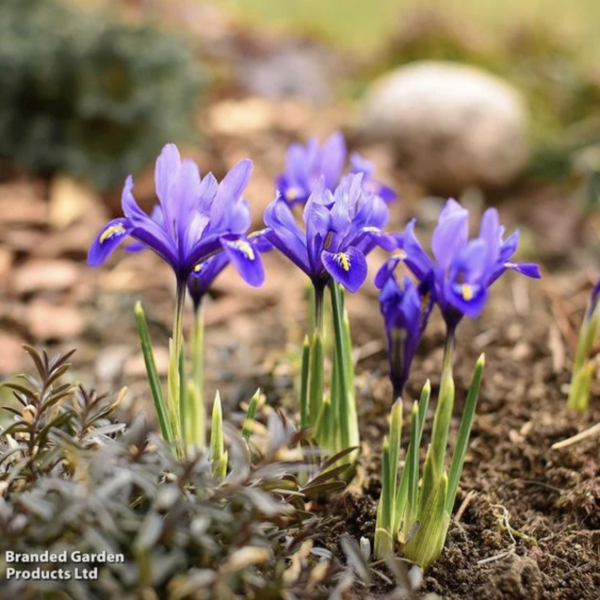 Year round Nigel Slater discussion thread - Part 3