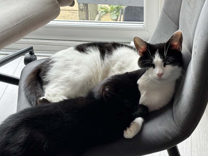 Who wants to wait whilst my kittens are born!