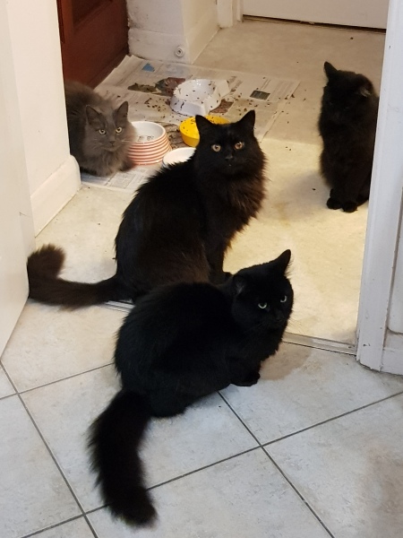 Carry On Catting - the Excellent Cats do what they do best