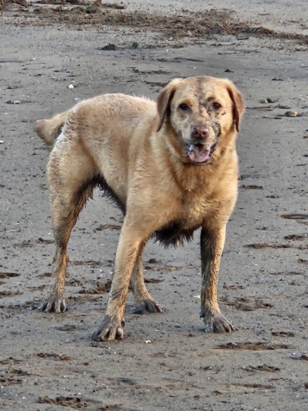 The Bluestocking - Best Pub on the Internet