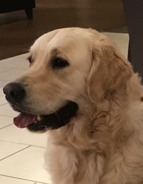 Vet advice… AIBU about costs.