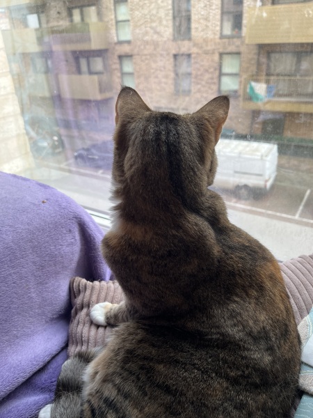 Carry On Catting - the Excellent Cats do what they do best