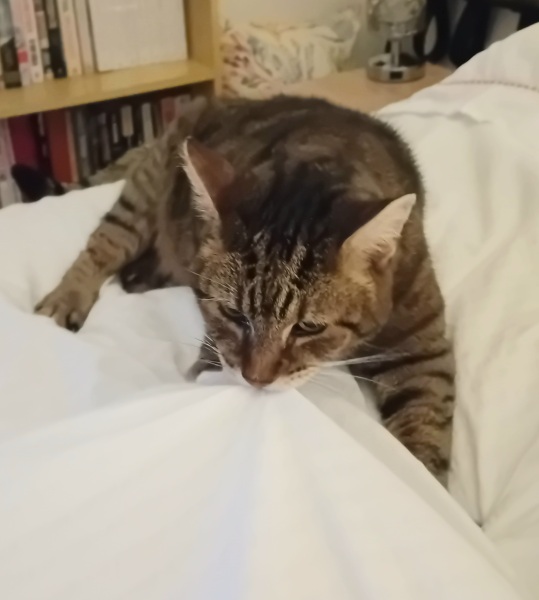 Carry On Catting - the Excellent Cats do what they do best