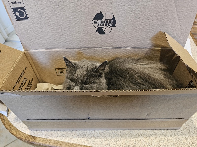 Carry On Catting - the Excellent Cats do what they do best