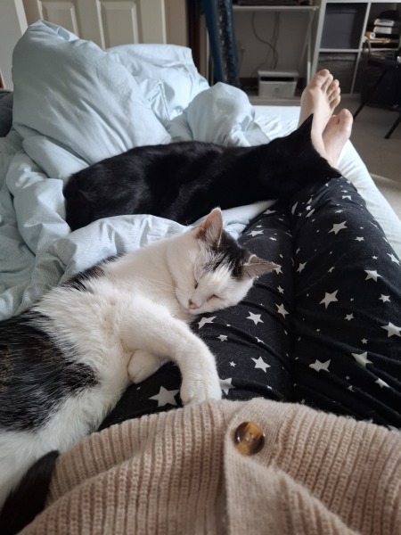 Carry On Catting - the Excellent Cats do what they do best