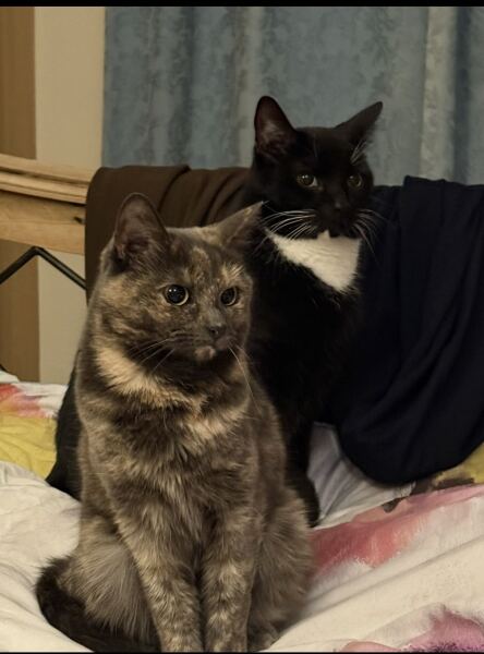 Thanks for the cat photos!