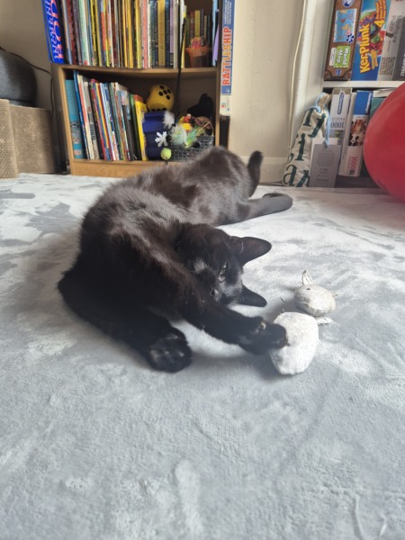 New cats joining the family - names!
