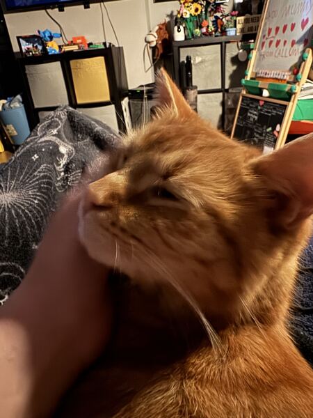 Carry On Catting - the Excellent Cats do what they do best