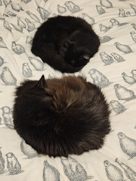 Carry On Catting - the Excellent Cats do what they do best