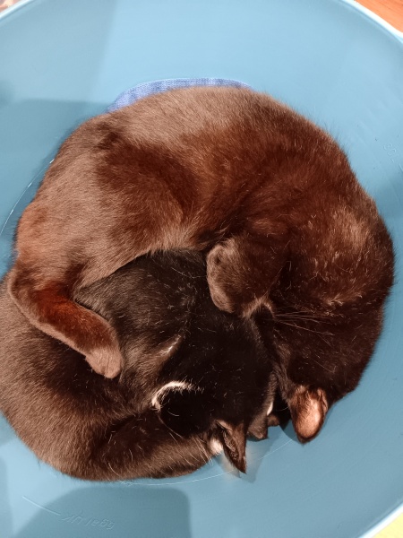 To ask, what are your pets’ most annoying habits?