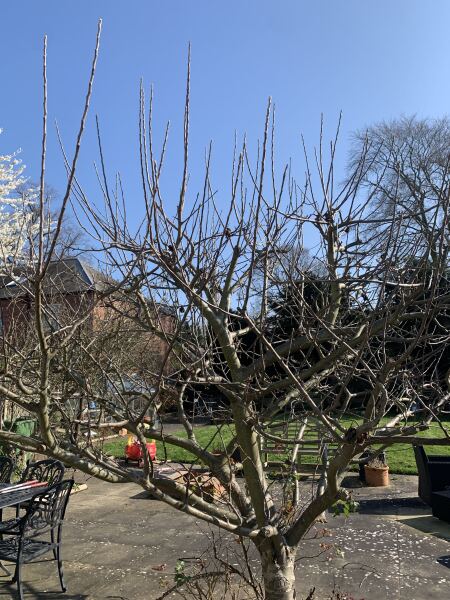 Should I remove this branch?