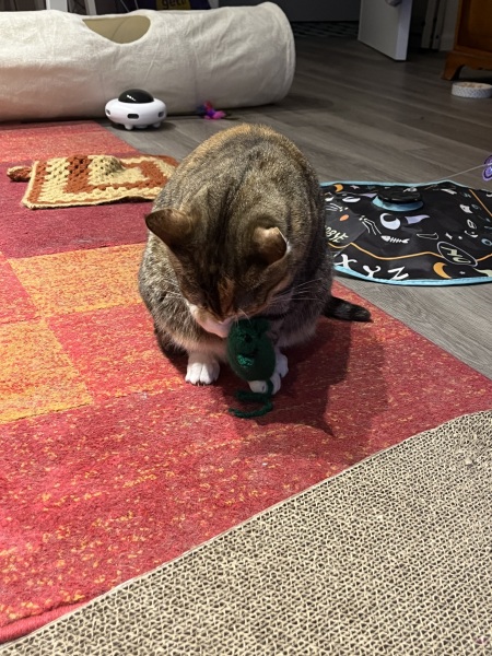 Carry On Catting - the Excellent Cats do what they do best