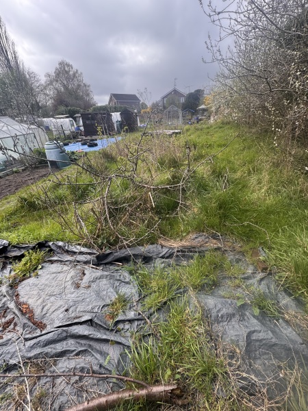 New allotment. What have I done