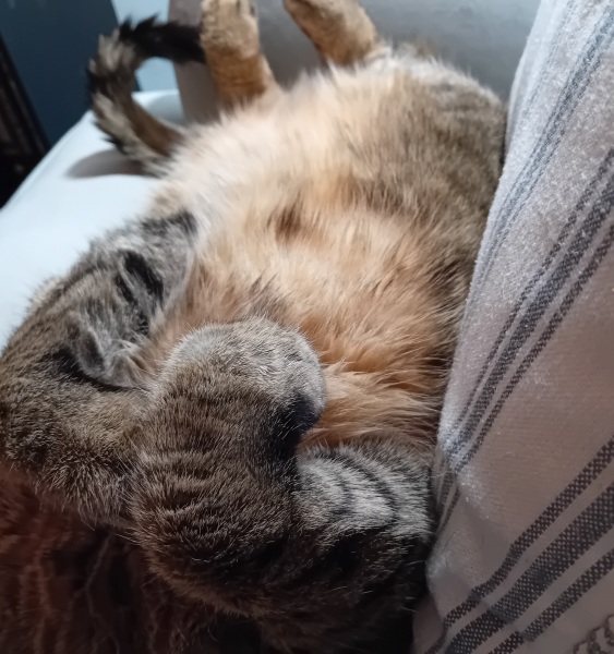 Carry On Catting - the Excellent Cats do what they do best