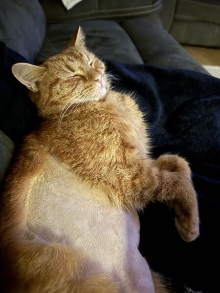 Carry On Catting - the Excellent Cats do what they do best