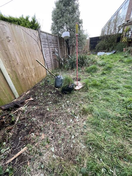 Cat/Bird friendly way to get rid of blackberry invasion