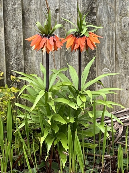 The potting shed: sheltering from the rain and musing about the garden