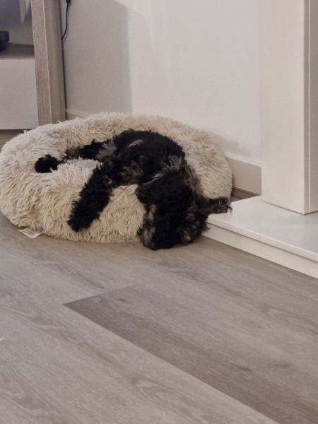 What to put in dog crate for puppy?