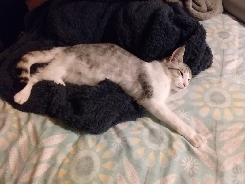 Thanks for the cat photos!