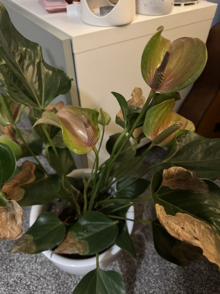 How can I care for and possibly save this plant?