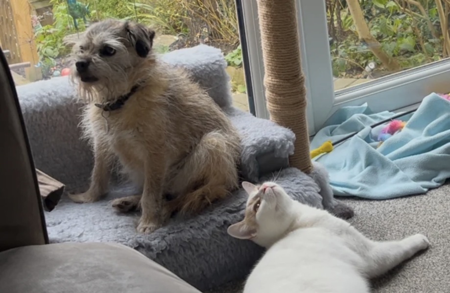 Can anyone recommend anything that’ll allow my French doors to open, but not allow the cats out?