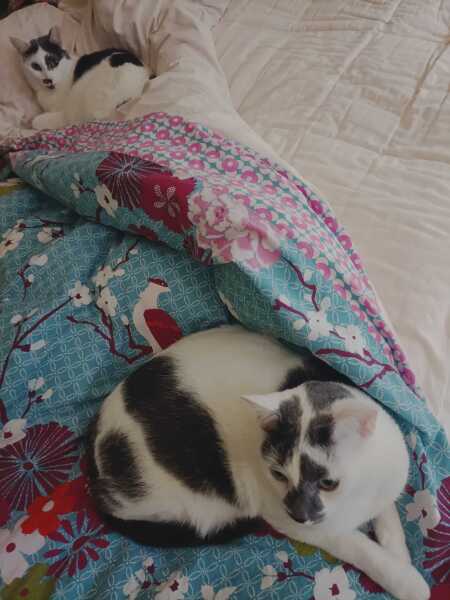 Thanks for the cat photos!