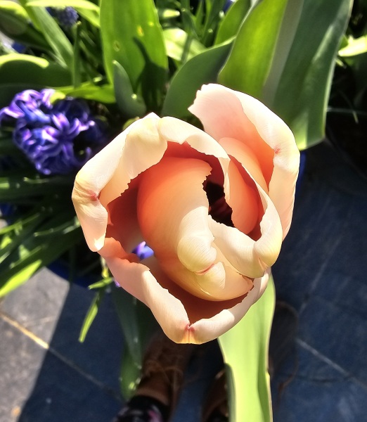 Tulip bulbs - plant BEFORE or AFTER the first frost?