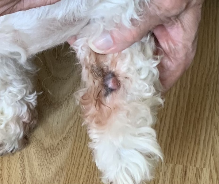 Persistent sore on older dog’s paw not improving with vet cream