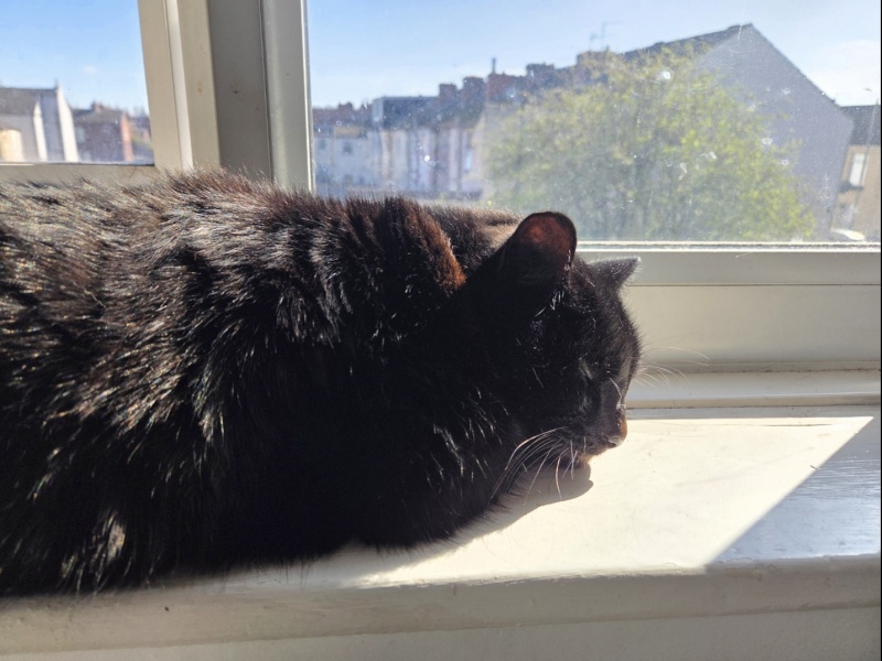 Carry On Catting - the Excellent Cats do what they do best