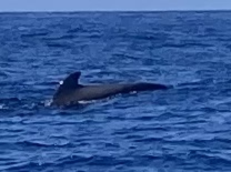 Come and tell us your dull and unexciting news 35: Calmly through the day