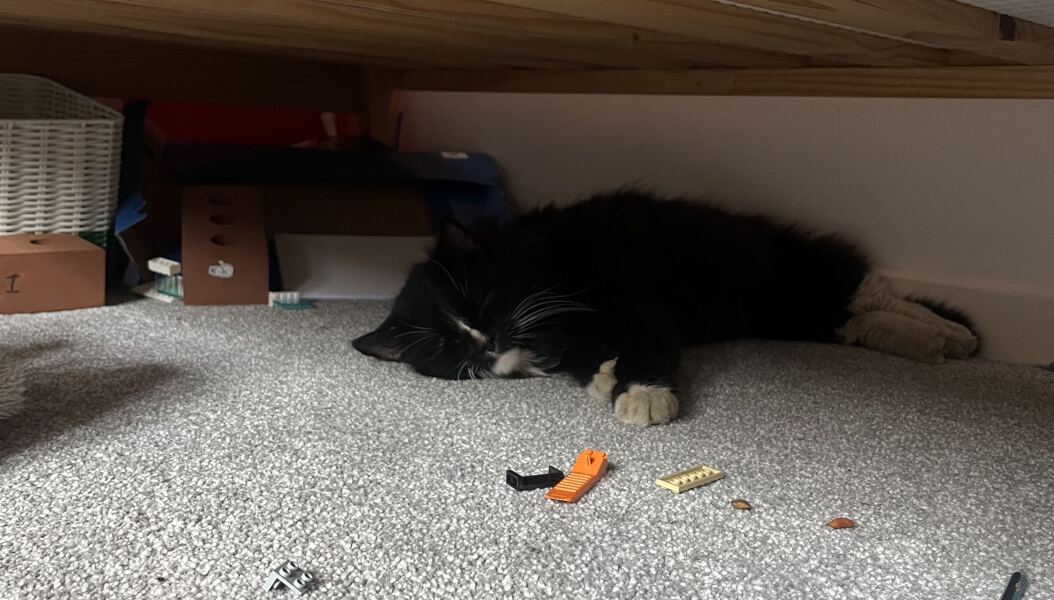 Neglected? cat
