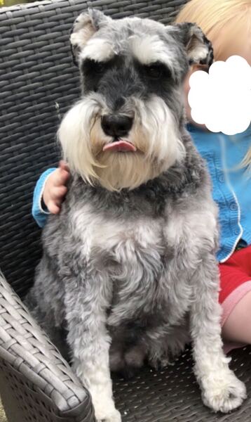 Fading puppy syndrome