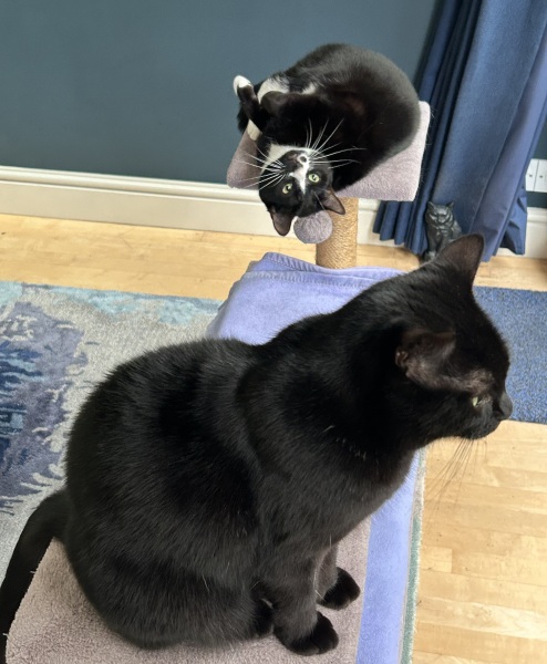 Thread 45 Starmer: Una nación que olvida su pasado no tiene futuro.