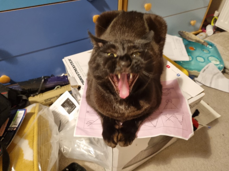 Carry On Catting - the Excellent Cats do what they do best