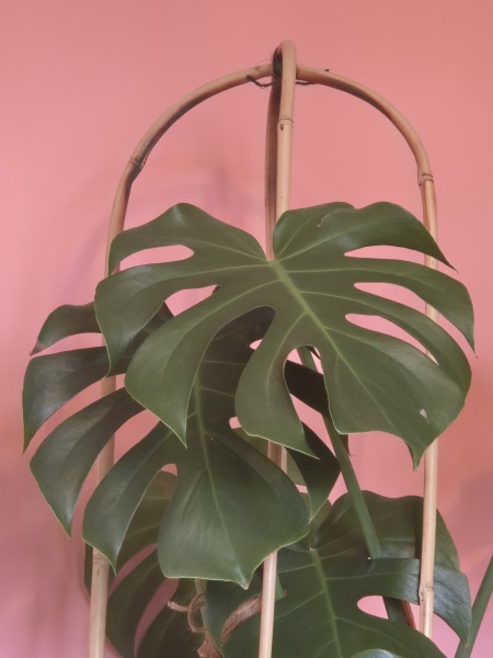 What can I use to support this Monstera?