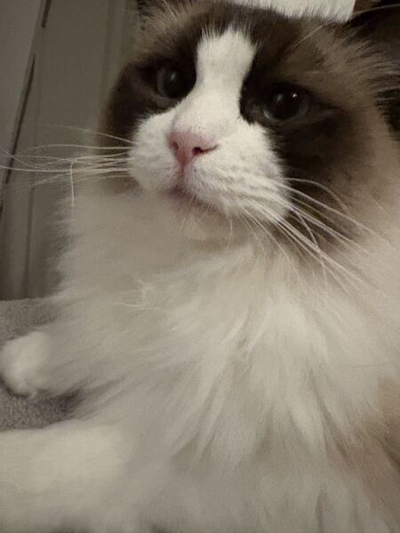 Curled/Bent Whiskers?