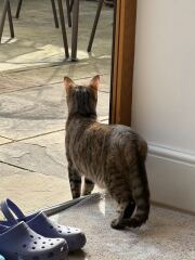 Carry On Catting - the Excellent Cats do what they do best