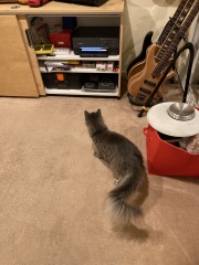 Carry On Catting - the Excellent Cats do what they do best