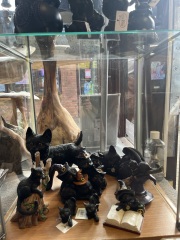 Carry On Catting - the Excellent Cats do what they do best