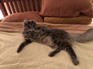 Carry On Catting - the Excellent Cats do what they do best